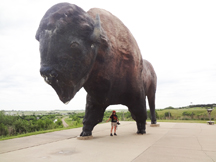 the world's biggest buffalo